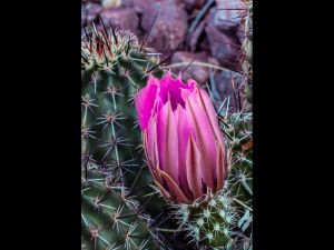 Cactus Flowers-07